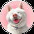 Yuki Akita inu 